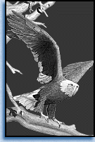 mini eagle image