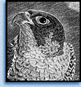 mini peregrine falcon image