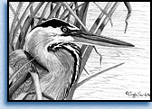 mini great blue heron image