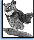 mini owl image